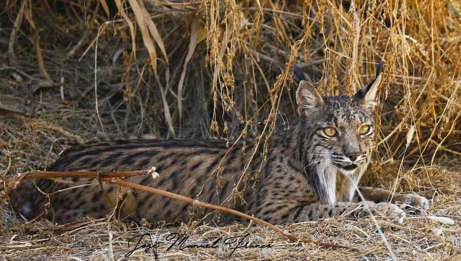 Discover Doñana & Iberian Lynx: Premium Nature Tour - Iberian Lynx habitat: the best part, with the honest reality