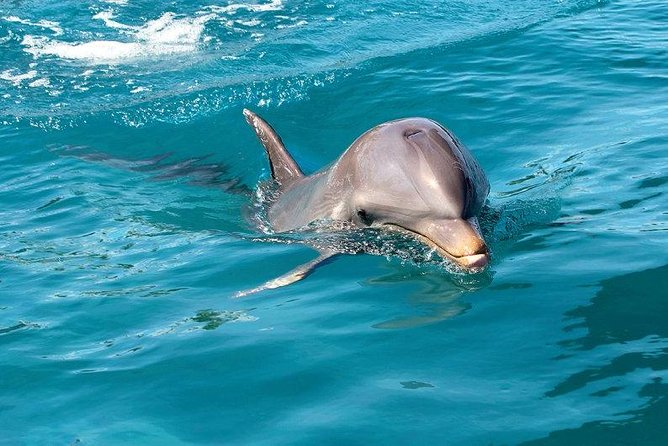 Dolphin House Royal sea Trip Luxury Boat With Transfer - Hurghada - Key highlights worth knowing