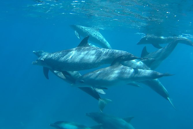 Dolphin House Royal sea Trip Luxury Boat With Transfer - Hurghada - What the boat day feels like: lunch, drinks, and downtime