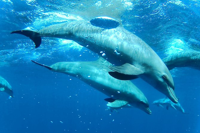 Dolphin House Royal sea Trip Luxury Boat With Transfer - Hurghada - Crew and safety: what the praised staff focus on