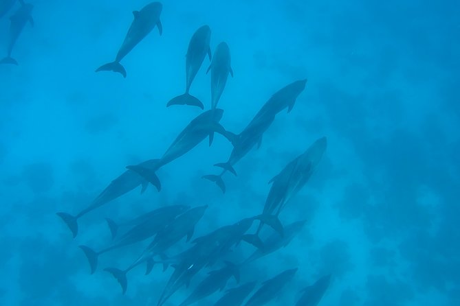 Dolphin House Royal sea Trip Luxury Boat With Transfer - Hurghada - Group size and vibe: expect up to 30 people