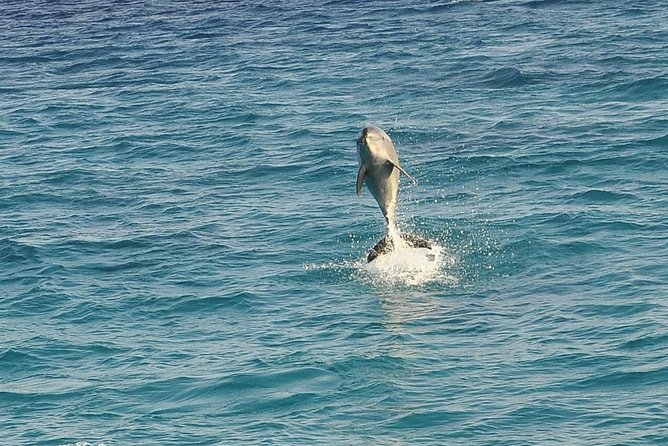 Dolphin House Royal sea Trip Luxury Boat With Transfer - Hurghada - Dolphin House visit: the magic comes with real-world conditions