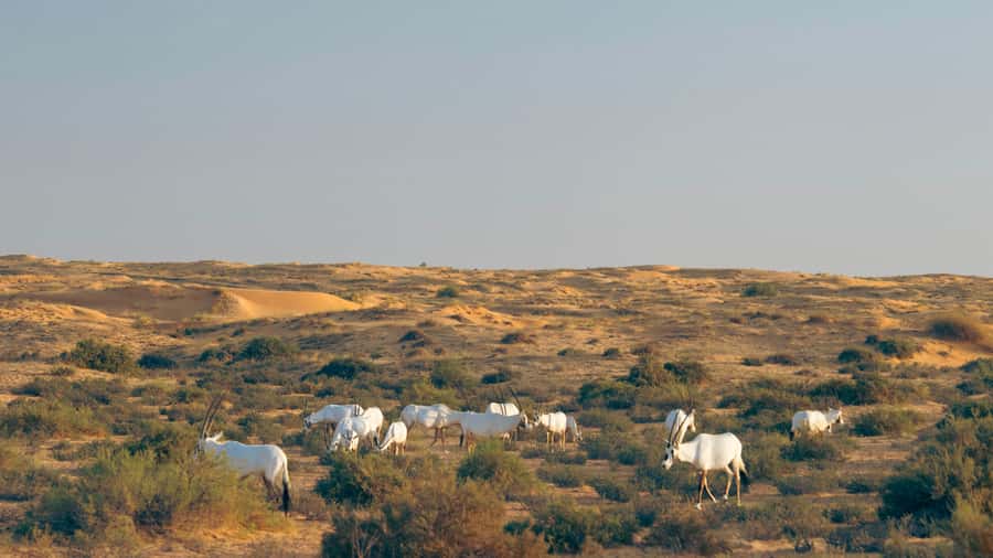 Dubai: Luxury Safari with Michelin-Curated 5-Course Dinner - Photo Stops: Ghaf Tree Forest and a Remote Lake