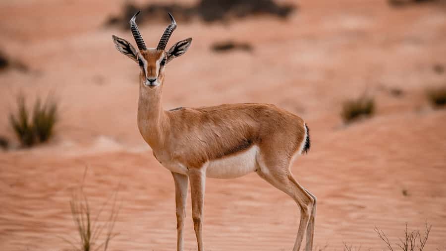 Dubai: Premium Desert Safari, Camel Ride, BBQ & Sandboarding - Wildlife Spotting on the Way Out of the City