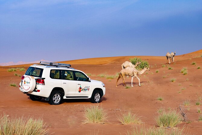 Dubai Private Premium Desert Safari with BBQ Dinner in 4WD - Stop 2: Camel farm, sandboarding, and the sunset show-stopper