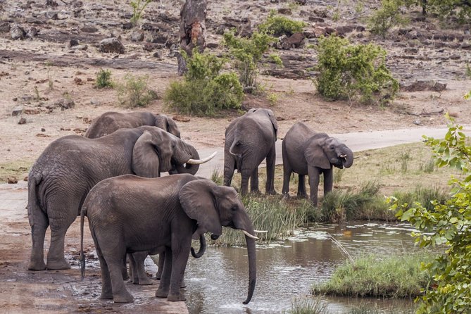 Durban: Big 5 Safari - Open Safari Vehicle at Exclusive Reserve - Key Things That Make This Durban Big Five Safari Feel Different
