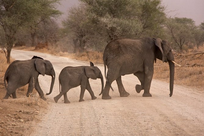 Durban: Big 5 Safari - Open Safari Vehicle at Exclusive Reserve - The Early-Start Advantage From Durban