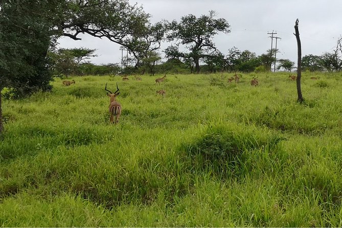 Durban: Big 5 Safari - Open Safari Vehicle at Exclusive Reserve - The Open 4x4 Safari Day: How the Wildlife Drive Plays Out