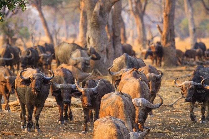 Durban: Big 5 Safari - Open Safari Vehicle at Exclusive Reserve - Food, Comfort, and What to Bring for a 14-Hour Day