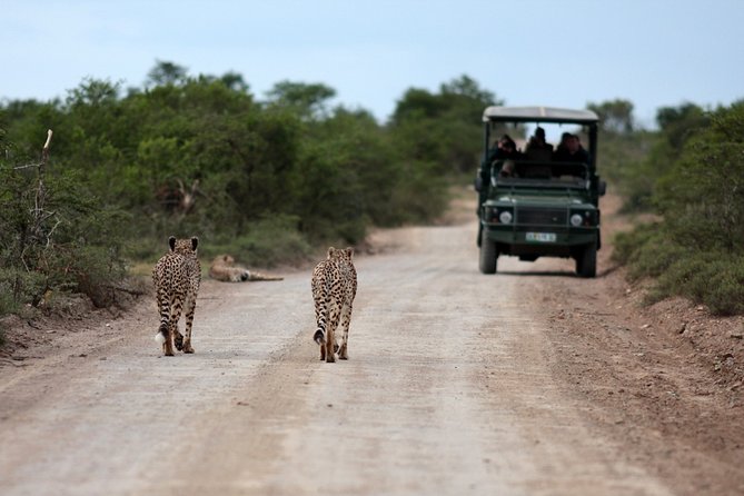 Durban: Big 5 Safari - Open Safari Vehicle at Exclusive Reserve - Who This Safari Fits Best (and Who Might Want Something Else)