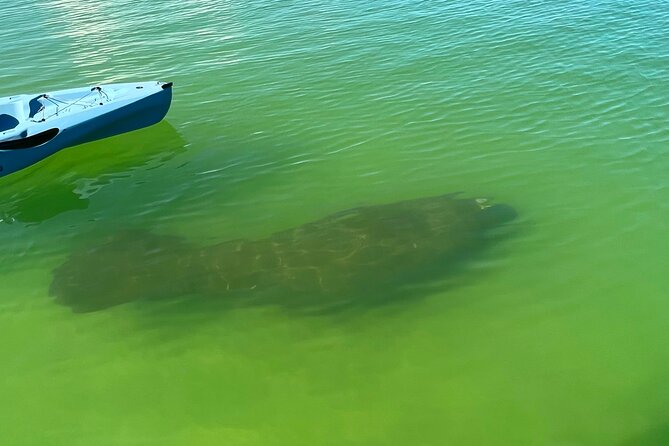 Elite Hobie Kayak Experience: Ultimate Premium Eco Adventure! - Why Hobie Pedal Kayaks Make This Feel Premium