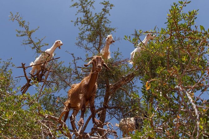Essaouira Beach: Private Full-Day Luxury Trip from Marrakech - Le Val d’Argan: the goats-on-branches moment