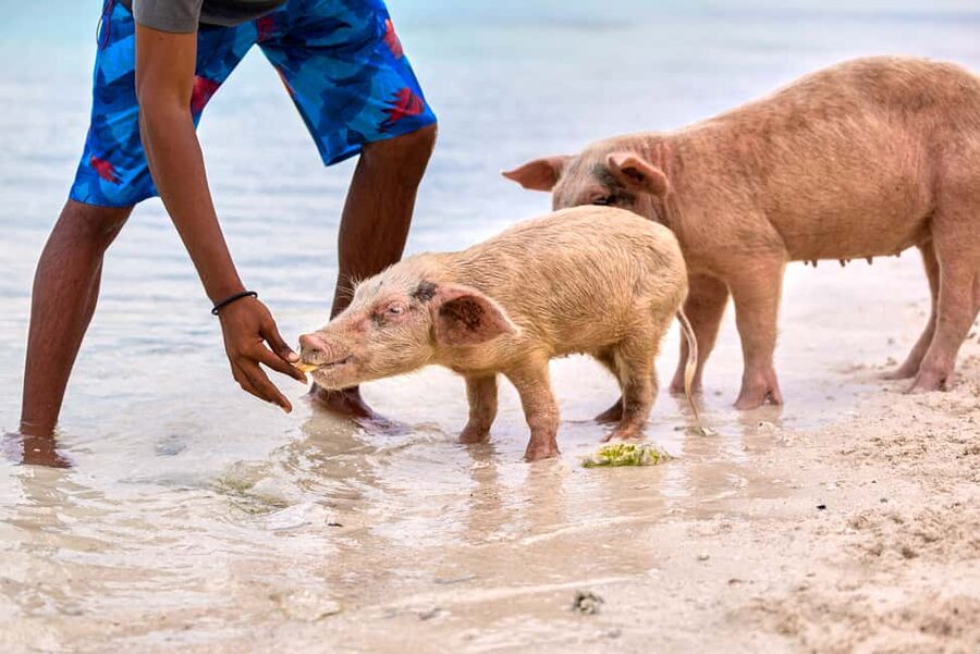 Exclusive Fly-In Premium Beach Experience from Nassau - Why This Fly-In Exuma Day Feels Like a Different Trip