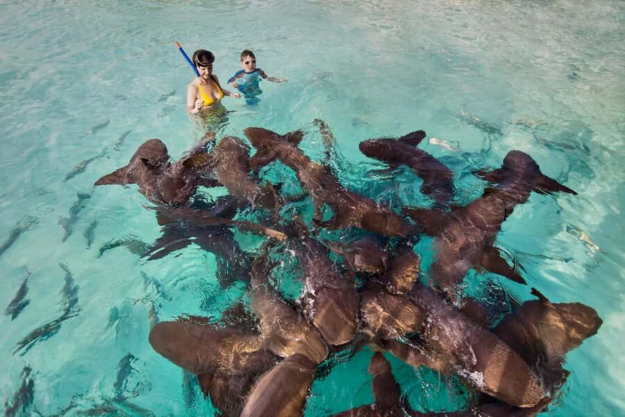 Exclusive Fly-In Premium Beach Experience from Nassau - Nassau to Staniel Cay: The 30-Minute Flight That Sets the Tone