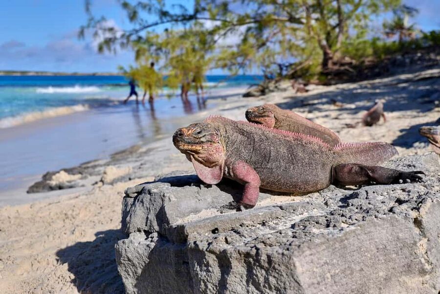 Exclusive Fly-In Premium Beach Experience from Nassau - Thunderball Grotto Snorkeling: Coral, Fish, and the Famous Rock Formations