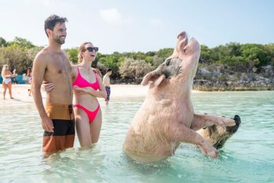 Exuma Elite Escape: Luxury Fly-In Pig Beach Adventure - 7 Stops - Stop 1: Pig Beach, Where the Pigs Do the Work