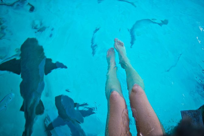 Exuma Elite Escape: Luxury Fly-In Pig Beach Adventure - 7 Stops - Stop 4: Compass Cay Shark Time (Pet-Friendly, Not Chaos)