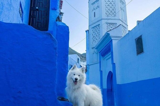 FES TO Chefchaouen Day Trip- luxury Private Tour - Lunch in Chefchaouen: the mountain-view break you’ll feel in your feet