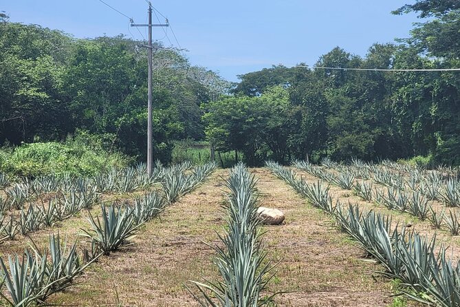 Finca 18 Puerto Vallarta Tequila Tour + Chocolate Pairing - Price and Value: Is $89.41 Worth It?