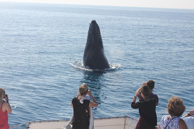 Freedom 3/4 Day Hervey Bay Premium Whale Watching Cruise - The Hydrophone Moment: When Sound Becomes the Surprise