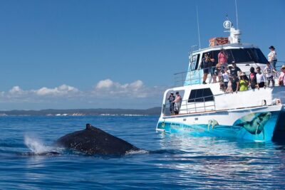 Freedom 3/4 Day Hervey Bay Premium Whale Watching Cruise - Getting There Without Stress: Pickup, Marina, and Timing