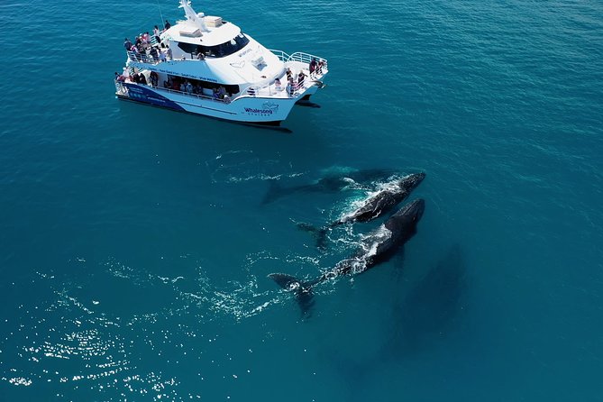 Freedom 3/4 Day Hervey Bay Premium Whale Watching Cruise - Lunch Buffet with Fraser Island Views (Yes, You Eat Well Here)