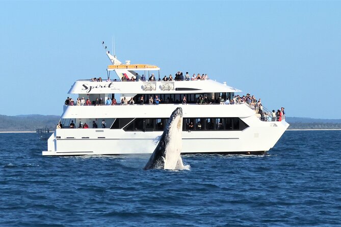 Freedom 3/4 Day Hervey Bay Premium Whale Watching Cruise - Afternoon Tea and the Return Trip: Still Part of the Show