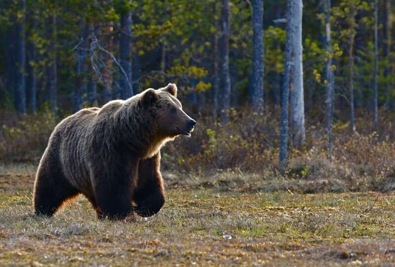 From Banff: Banff Wildlife & Scenic Highlights Premium Tour - The Banff National Park drive: where spotting starts