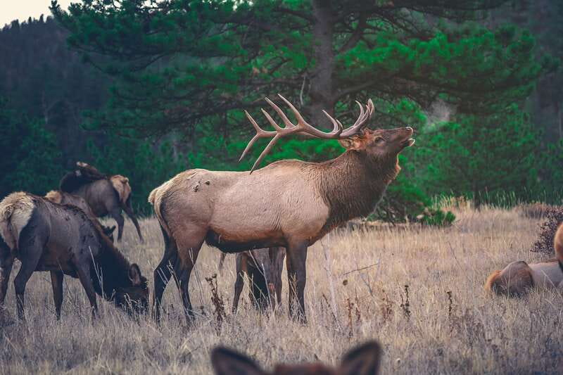 From Banff: Banff Wildlife & Scenic Highlights Premium Tour - How the guide experience changes your whole tour