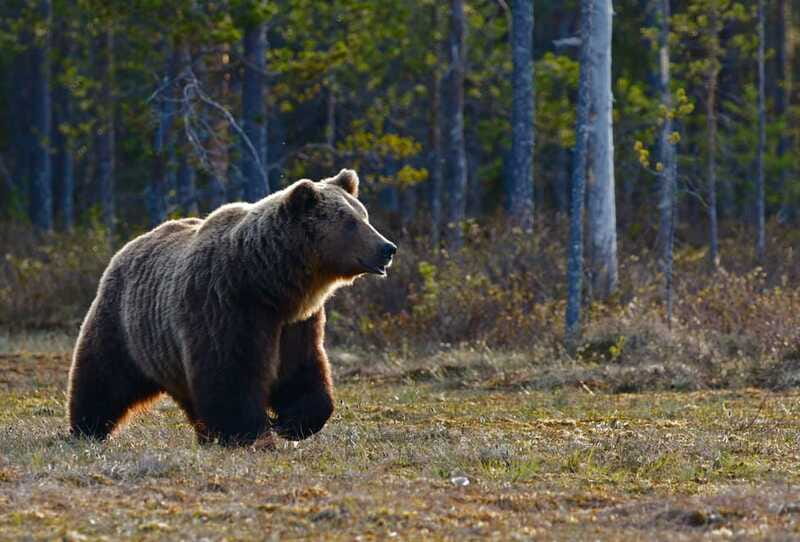 From Banff: Banff Wildlife & Scenic Highlights Premium Tour - Small group size and the feeling of not being rushed