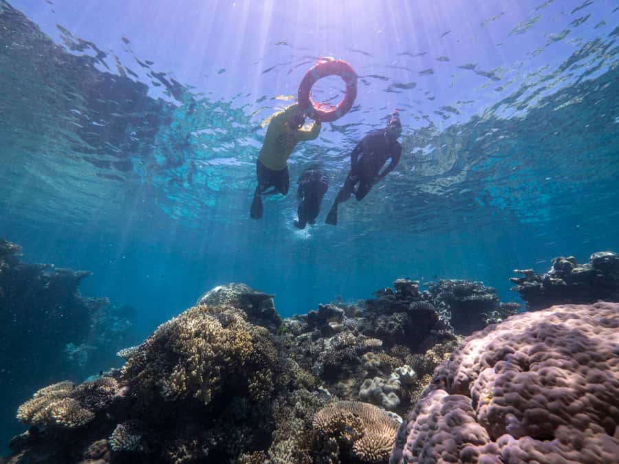 From Cairns: Great Barrier Reef Cruise by Premium Catamaran - First reef stop: snorkeling coaching, turtle and fish time, and gear that fits