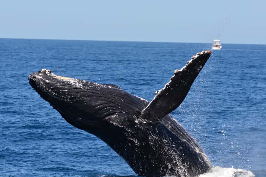 From Fremantle: 2-Hour Luxury Whale-Watching Cruise - Should you book this Fremantle whale-watching cruise?