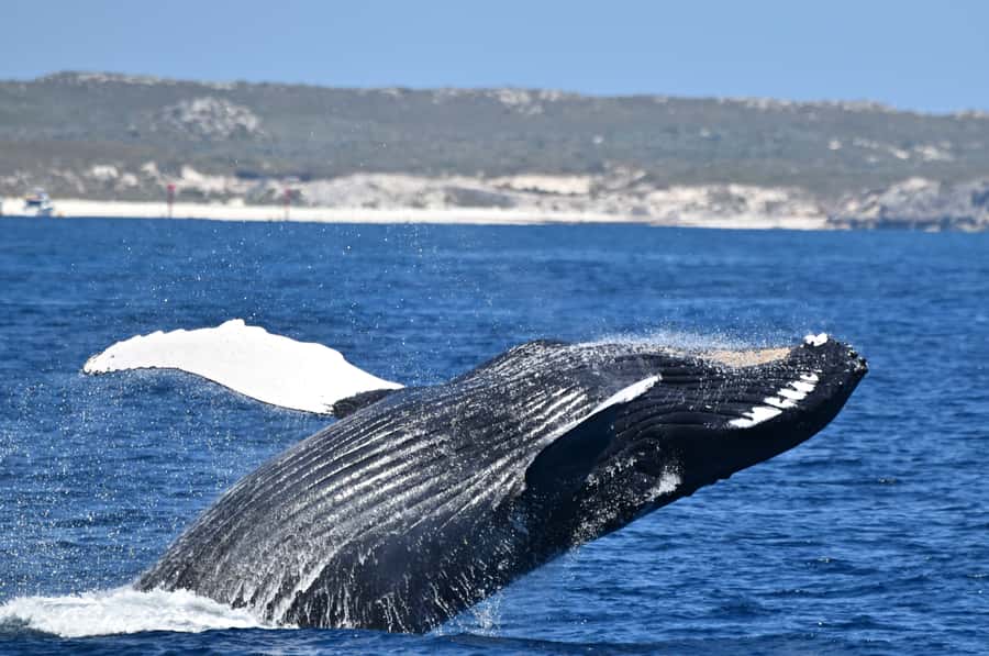 From Fremantle: 2-Hour Luxury Whale-Watching Cruise - Entering Sardine Jetty: boarding the Steep Point the easy way