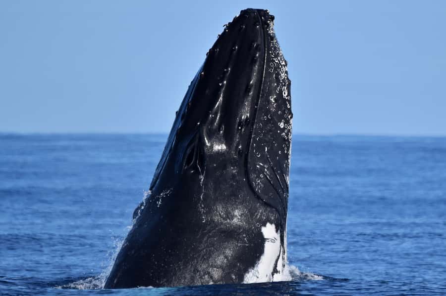 From Fremantle: 2-Hour Luxury Whale-Watching Cruise - Humpback whale migration basics: why timing matters from Perth’s sheltered waters