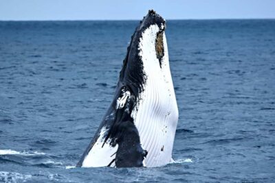 From Fremantle: 2-Hour Luxury Whale-Watching Cruise - What 2 hours really looks like: cruising time that’s built for sightings