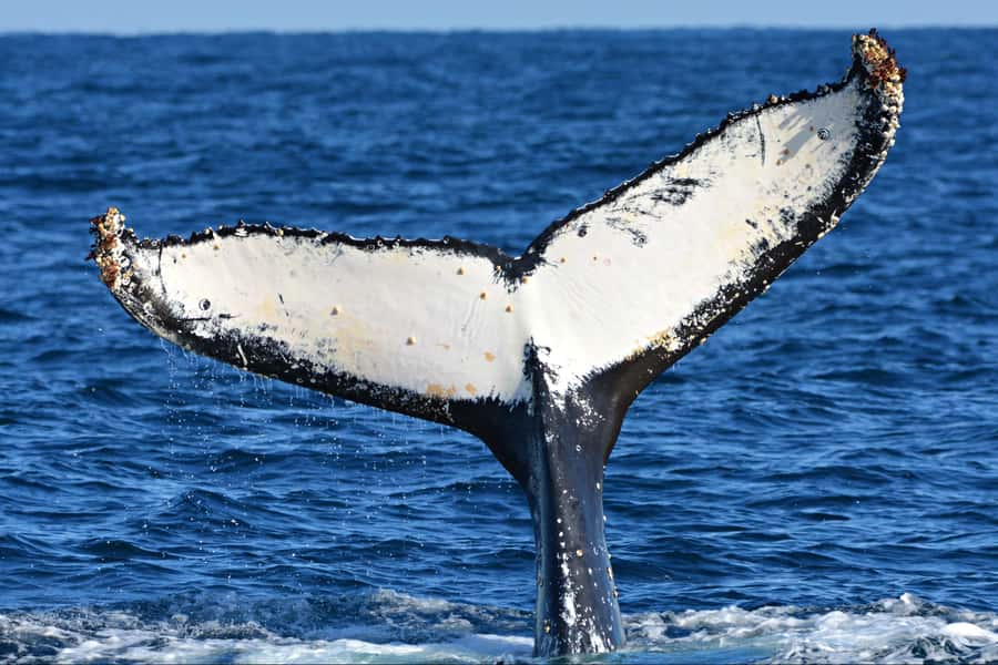From Fremantle: 2-Hour Luxury Whale-Watching Cruise - Viewing decks that actually work: outside views, heated inside comfort, and photo help