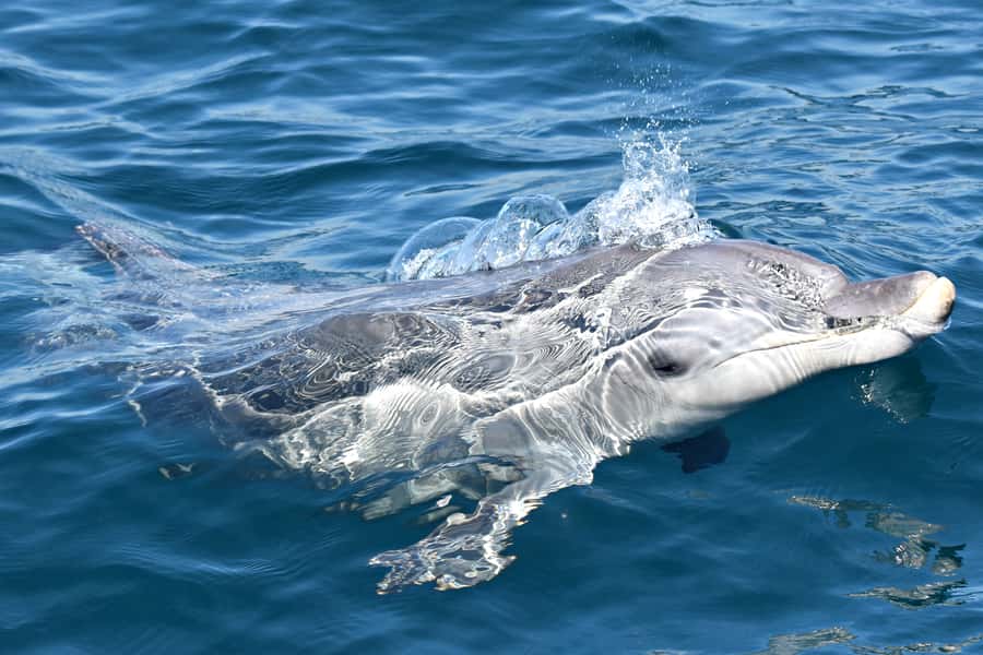 From Fremantle: 2-Hour Luxury Whale-Watching Cruise - Live commentary with Q&A: making whale sightings easier to understand
