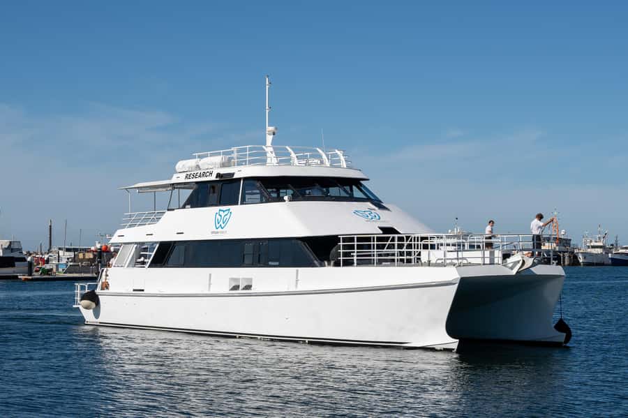 From Fremantle: 2-Hour Luxury Whale-Watching Cruise - Seasickness and comfort tips: how to maximize your chance of a great time