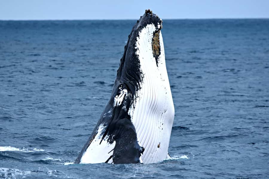 From Fremantle: 2-Hour Luxury Whale-Watching Cruise - What 2 hours really looks like: cruising time that’s built for sightings