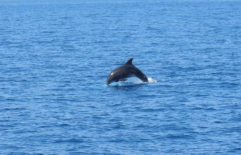 From Kos:A full day cruise in the newest luxury vessel! - Kalymnos (Vathy Port / Rina): shopping + local flavors + photos