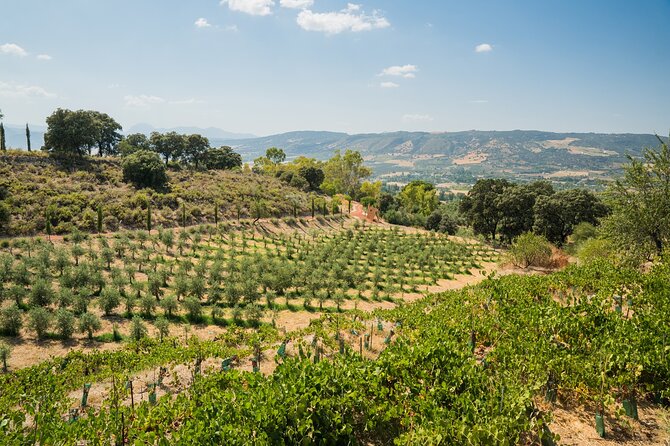 From Malaga: Ronda, Wine & Olive Oil Tasting Premium Small Group - Stop 2: Ronda Old Town Walk and Puente Nuevo in One Guided Hour