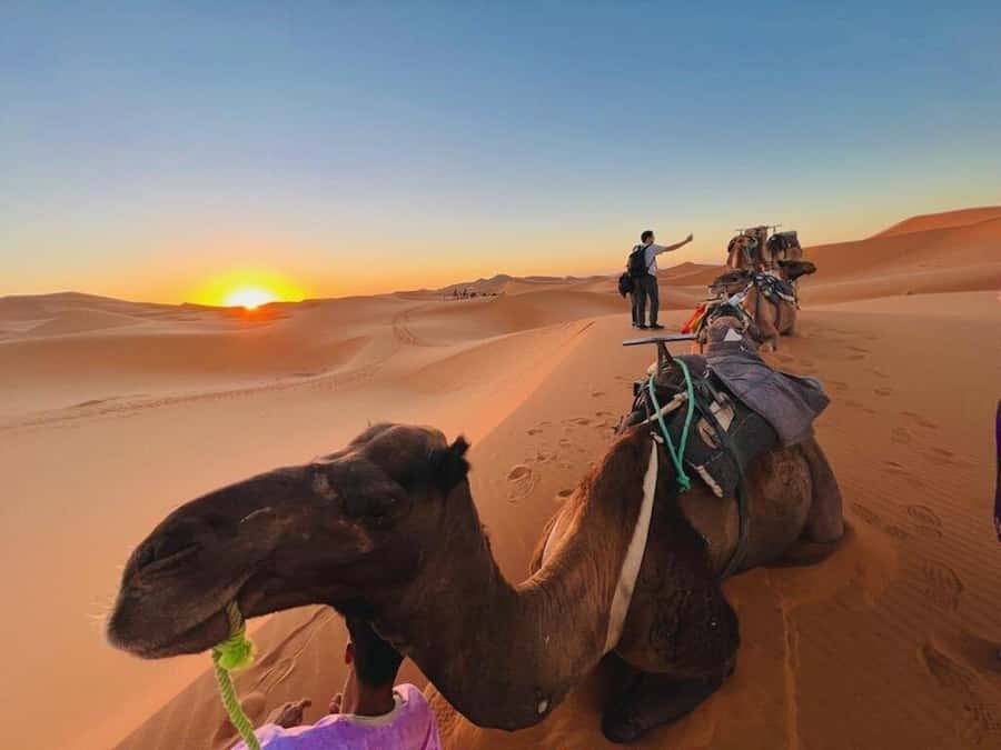 From Marrakech: 3-Day Luxury Desert Tour to Fes via Merzouga - Erg Chebbi camel ride + sand boarding: where the trip turns special