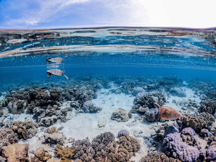 From Port Douglas: Outer Reef Cruise by Luxury Catamaran - Snorkel stop #2 plus the glass-bottom boat tour