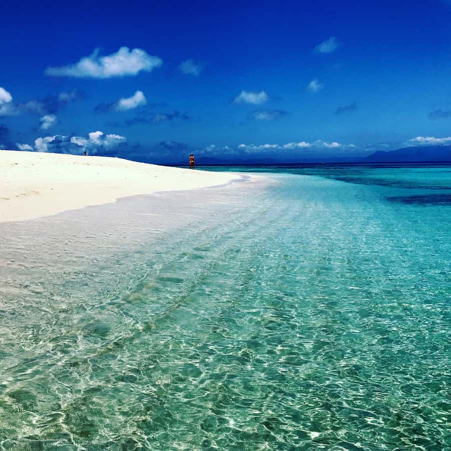 From Port Douglas: Outer Reef Cruise by Luxury Catamaran - Wildlife moments: what you might see, and what to expect from real reef conditions
