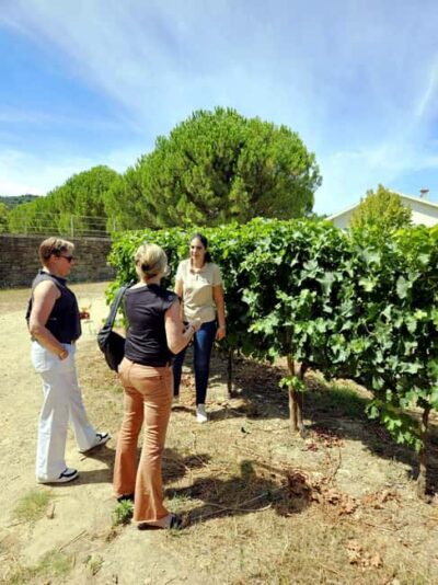 From Porto: Premium Douro Valley 4 Vineyards Tour with Lunch - Morning Pickup in Porto: Choose the Stop That Minimizes Hassle