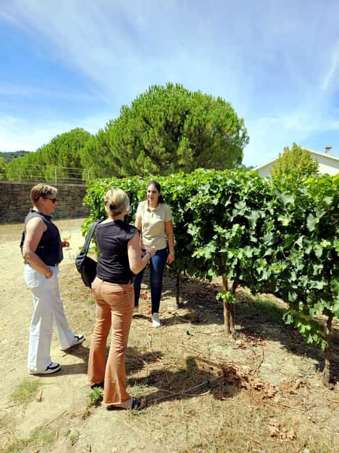From Porto: Premium Douro Valley 4 Vineyards Tour with Lunch - Morning Pickup in Porto: Choose the Stop That Minimizes Hassle