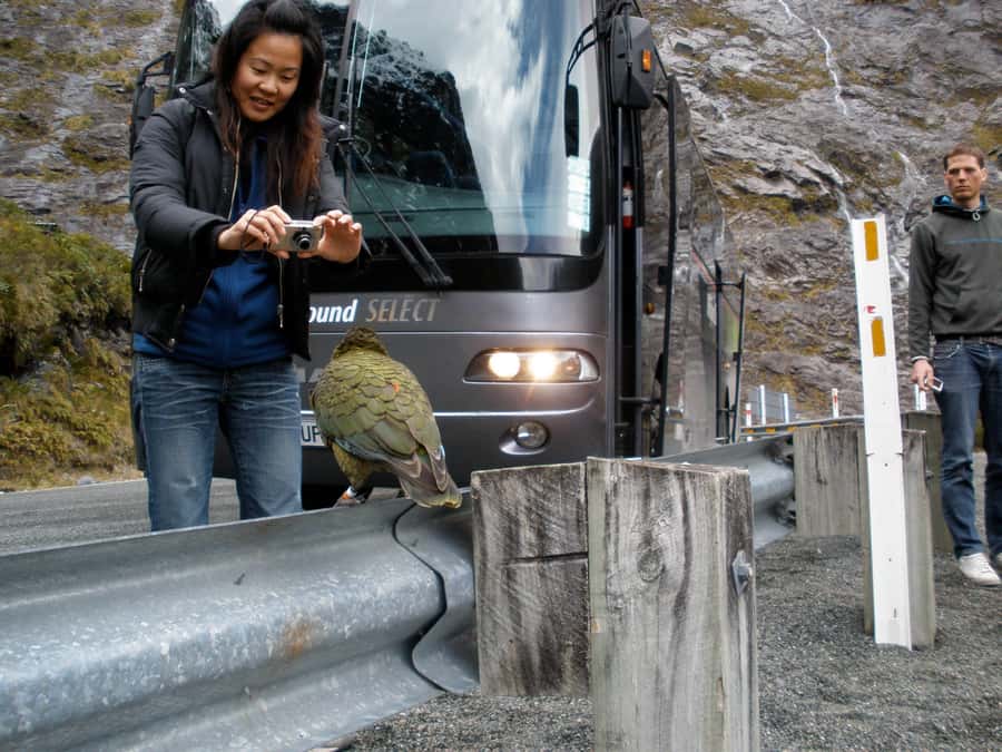From Queenstown: Milford Sound Premium Day Tour and Cruise - Duration and value: why $170 can work for the right traveler