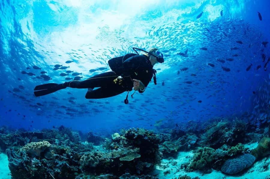 From Sharm: Luxury Diving cruise to Ras Mohammed with Lunch - Ras Mohammed National Park: where your day goes under the water