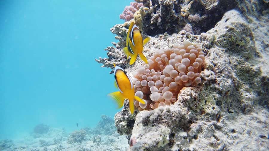 From Sharm: Luxury Diving cruise to Ras Mohammed with Lunch - Underwater session options: intro vs longer time with an instructor