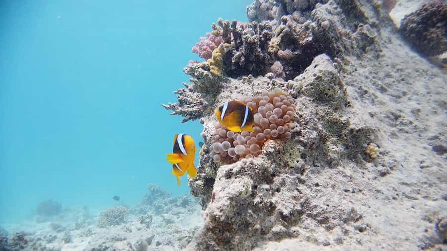 From Sharm: Luxury Diving cruise to Ras Mohammed with Lunch - White Island possibility and why timing can shift